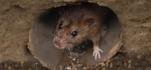 Rat in drain pipe